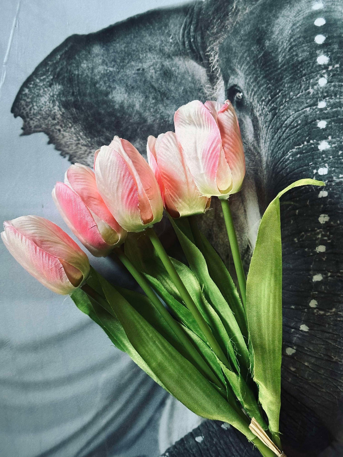 Tulipaner Rosa