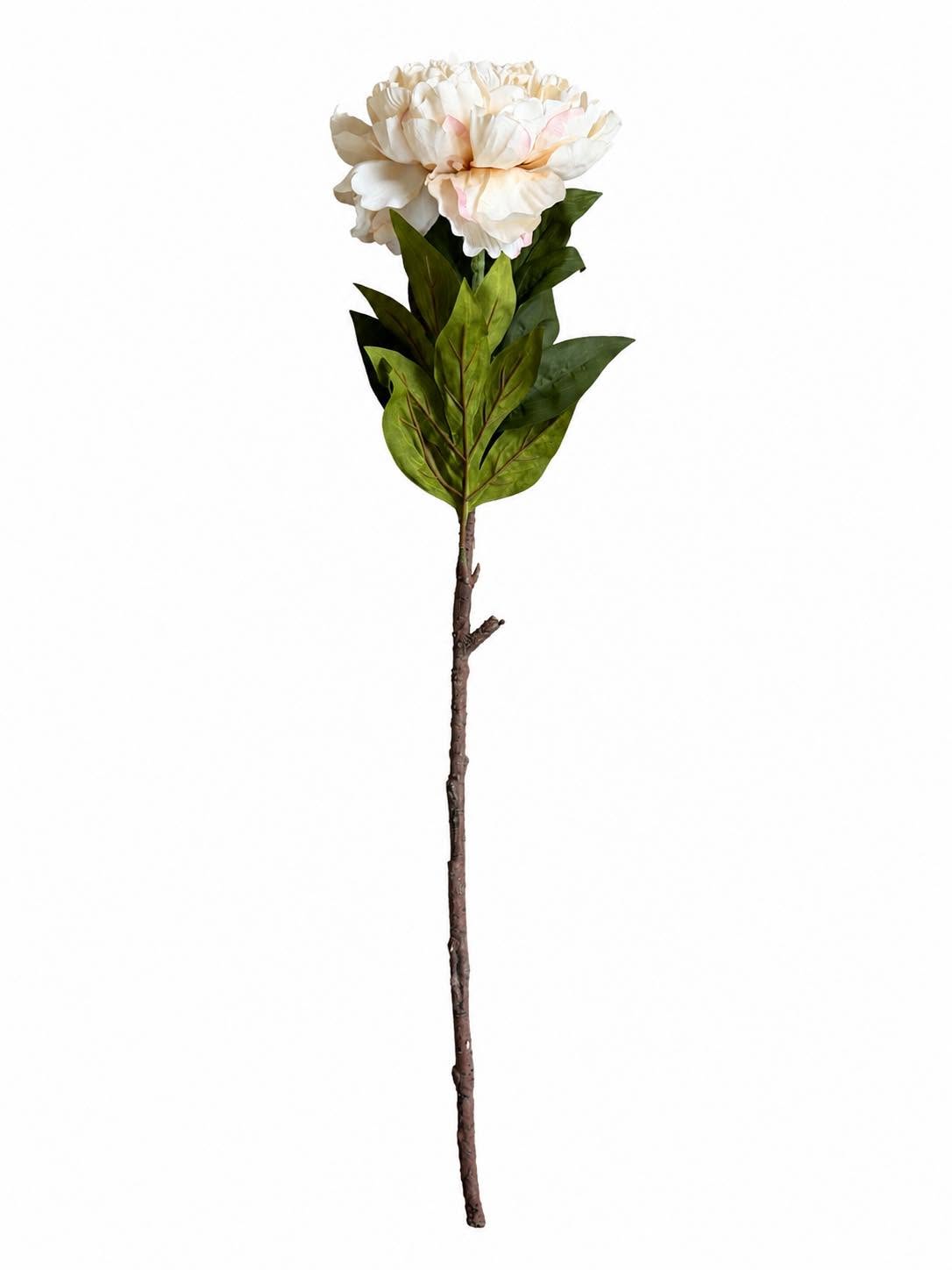 Peon stilk 72 cm - Krem