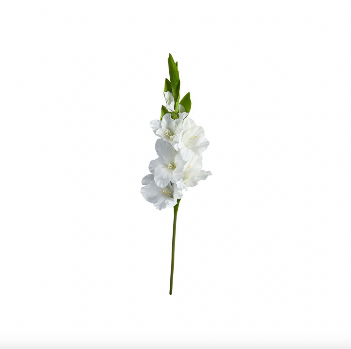 Gladiolus stilk