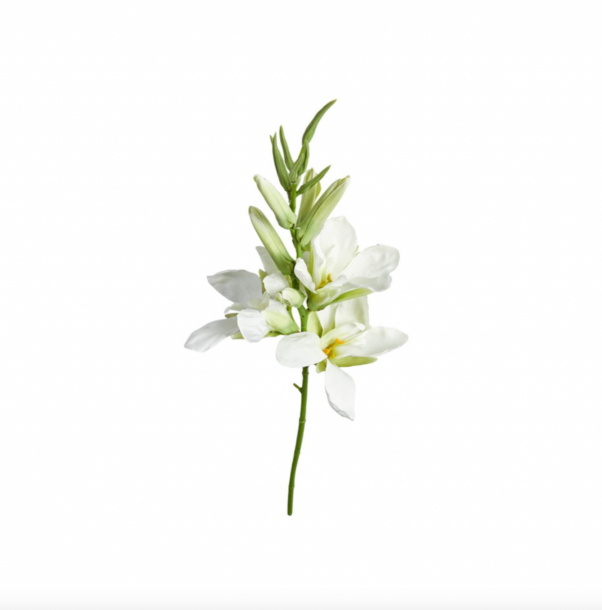 Gladiolus stilk