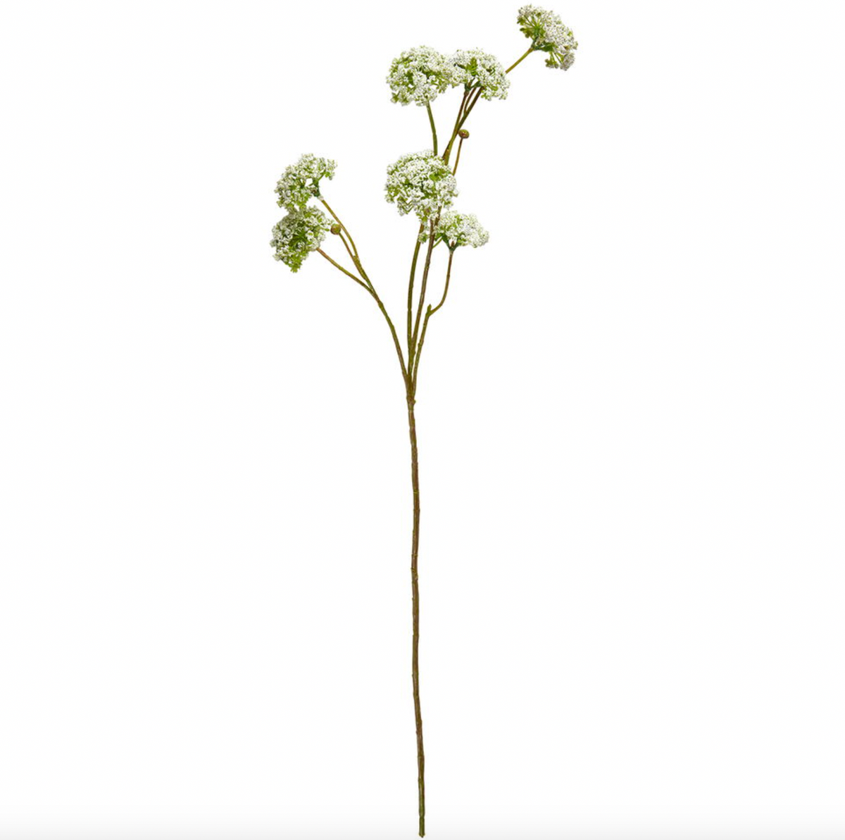 Wild flower stilk