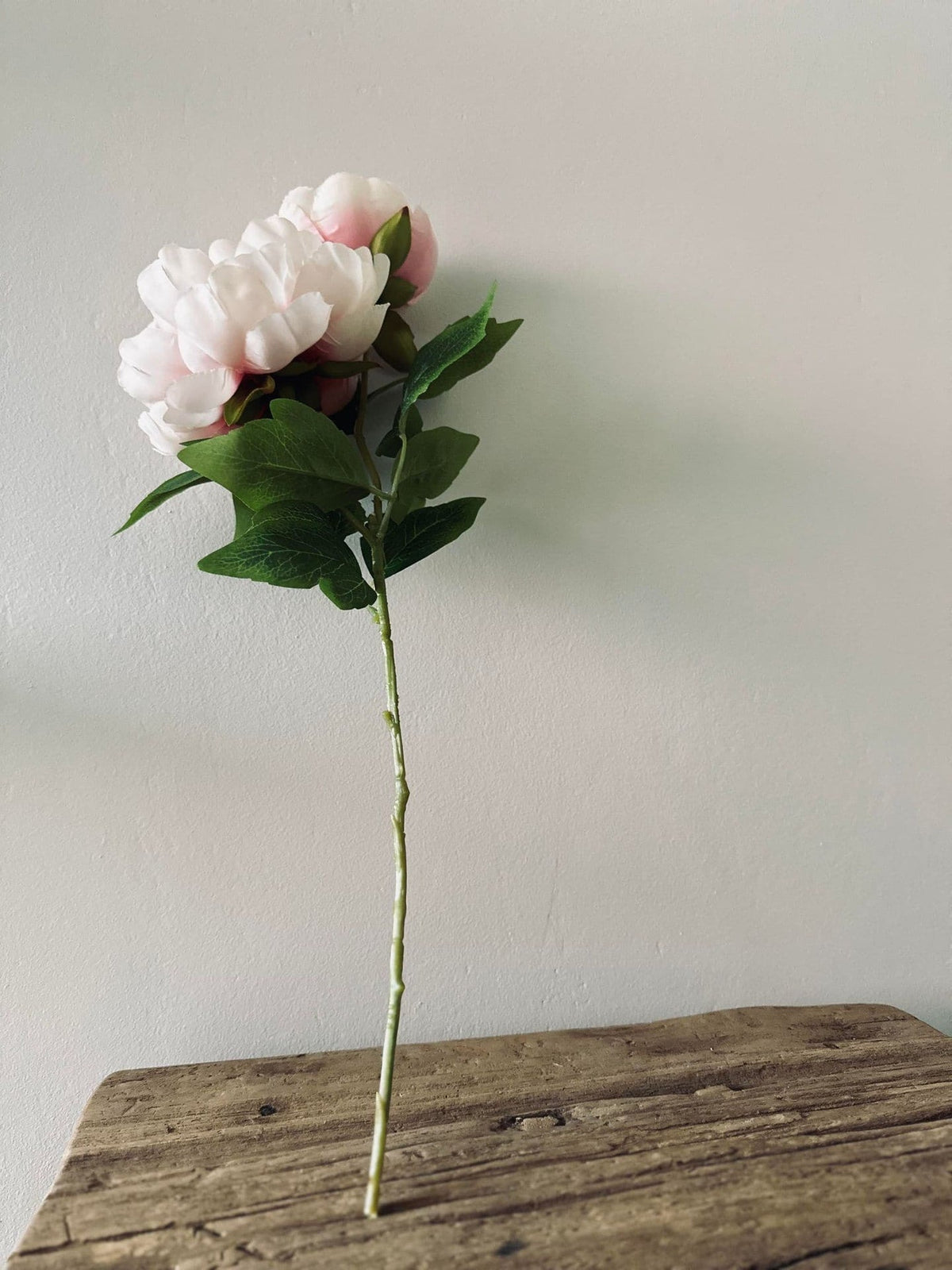 Blomst Pæon pink - VIAMAJA.DK