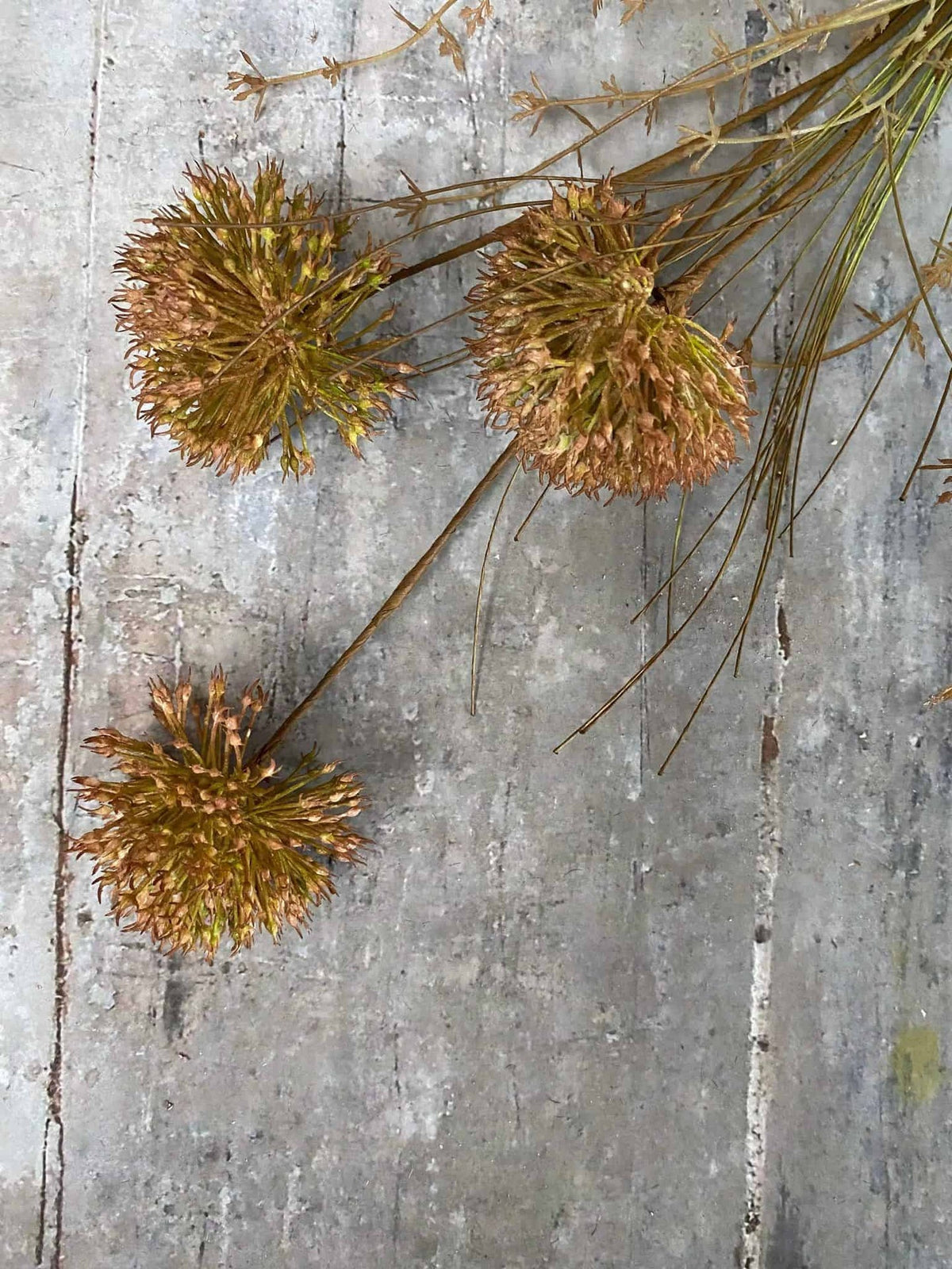 Evighedsblomst – Stilk 60cm Pom - VIAMAJA.DK