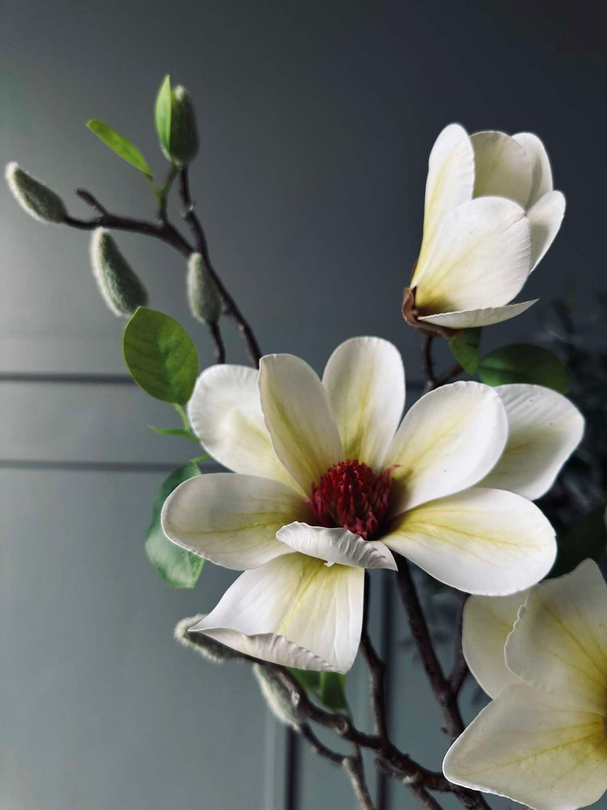 Blomst Magnolia - Hvit