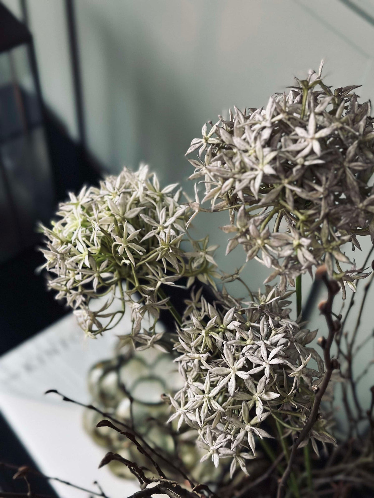 Blomst Allium