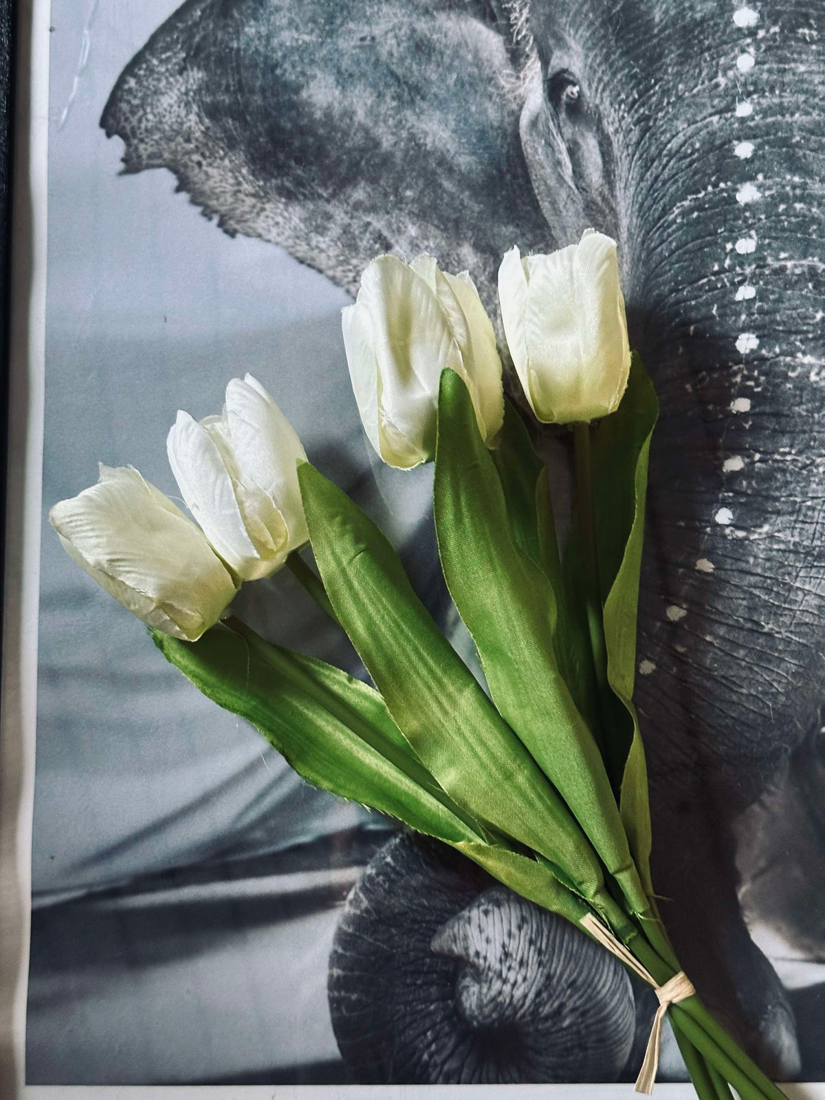 Tulipaner Hvit