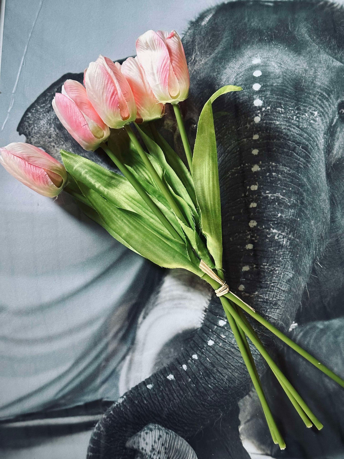 Tulipaner Rosa