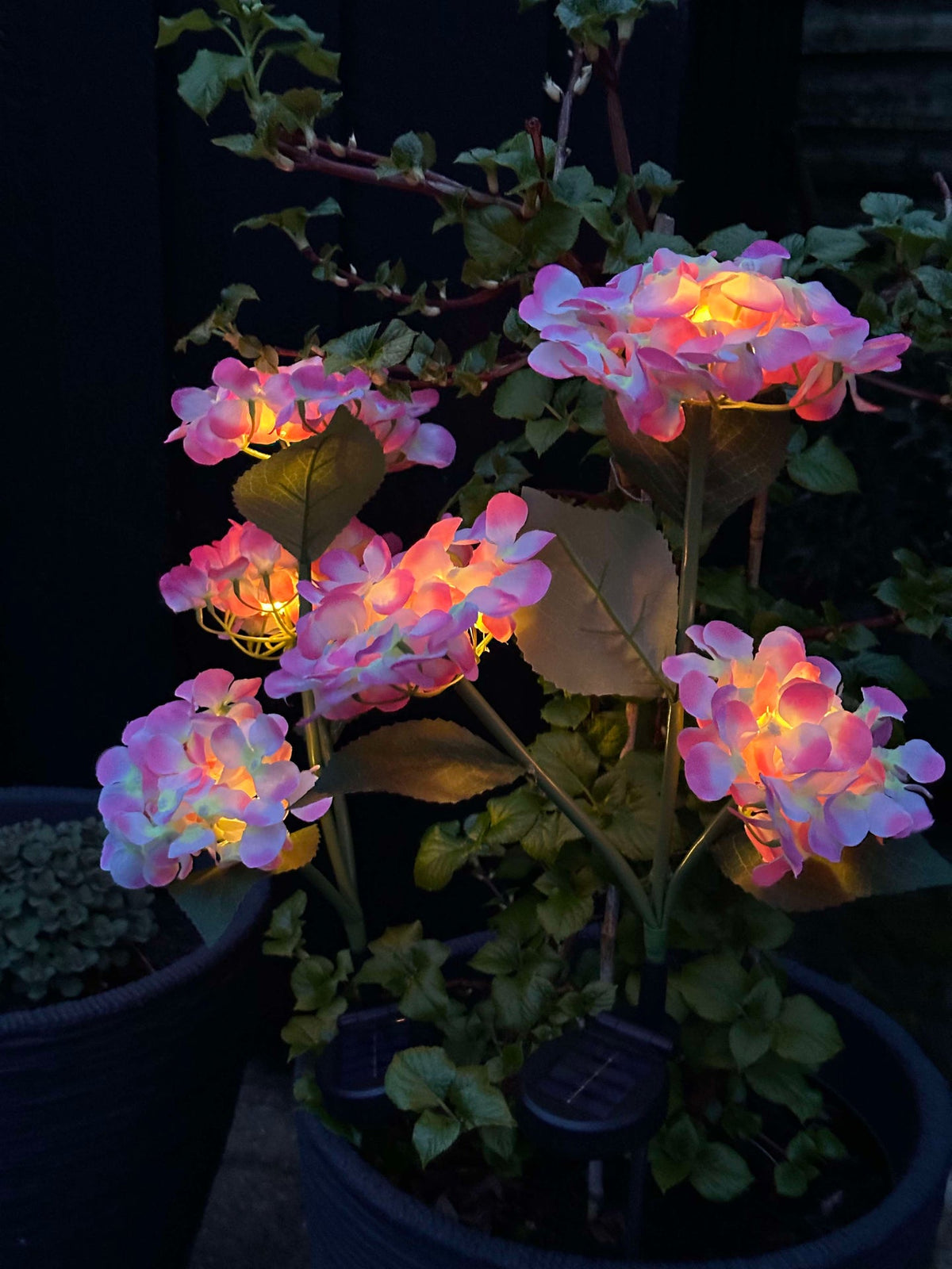 Hortensia med solceller – Lys rosa