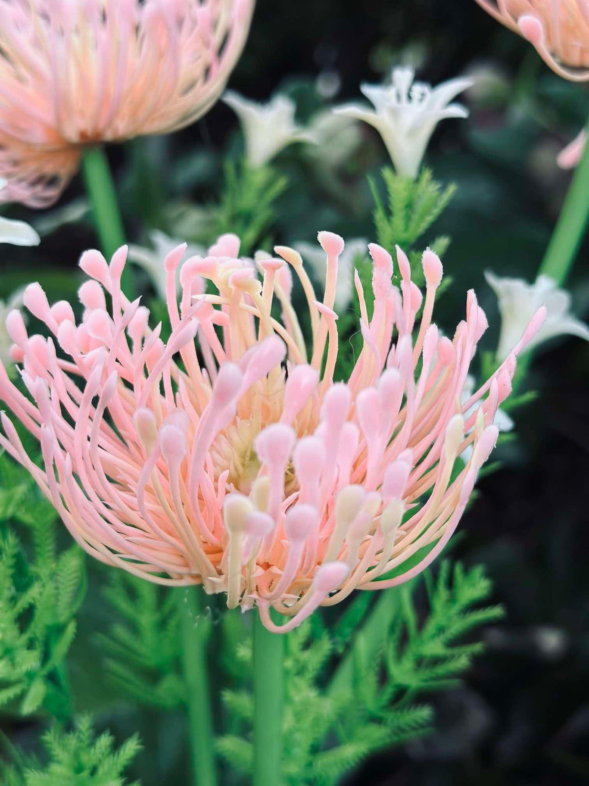 Blomst med solceller - Spider Lili rose
