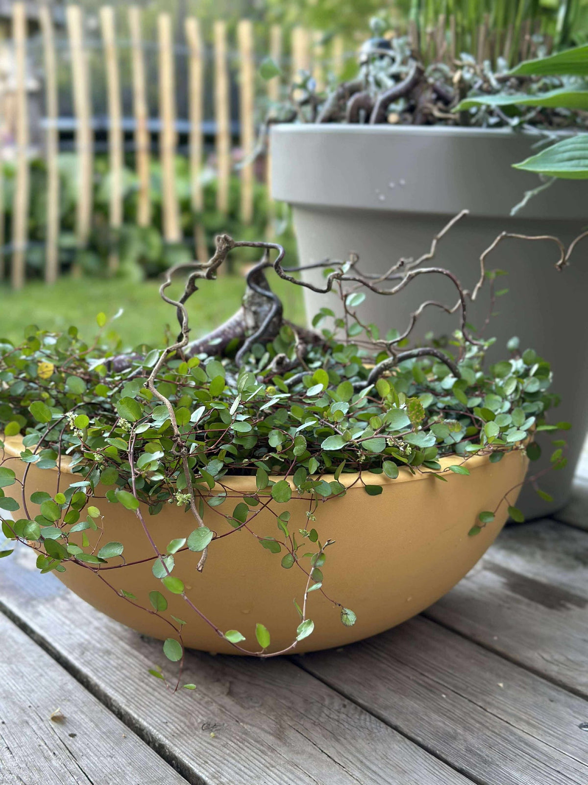 Speilbasseng i resirkulert plast - Yellow