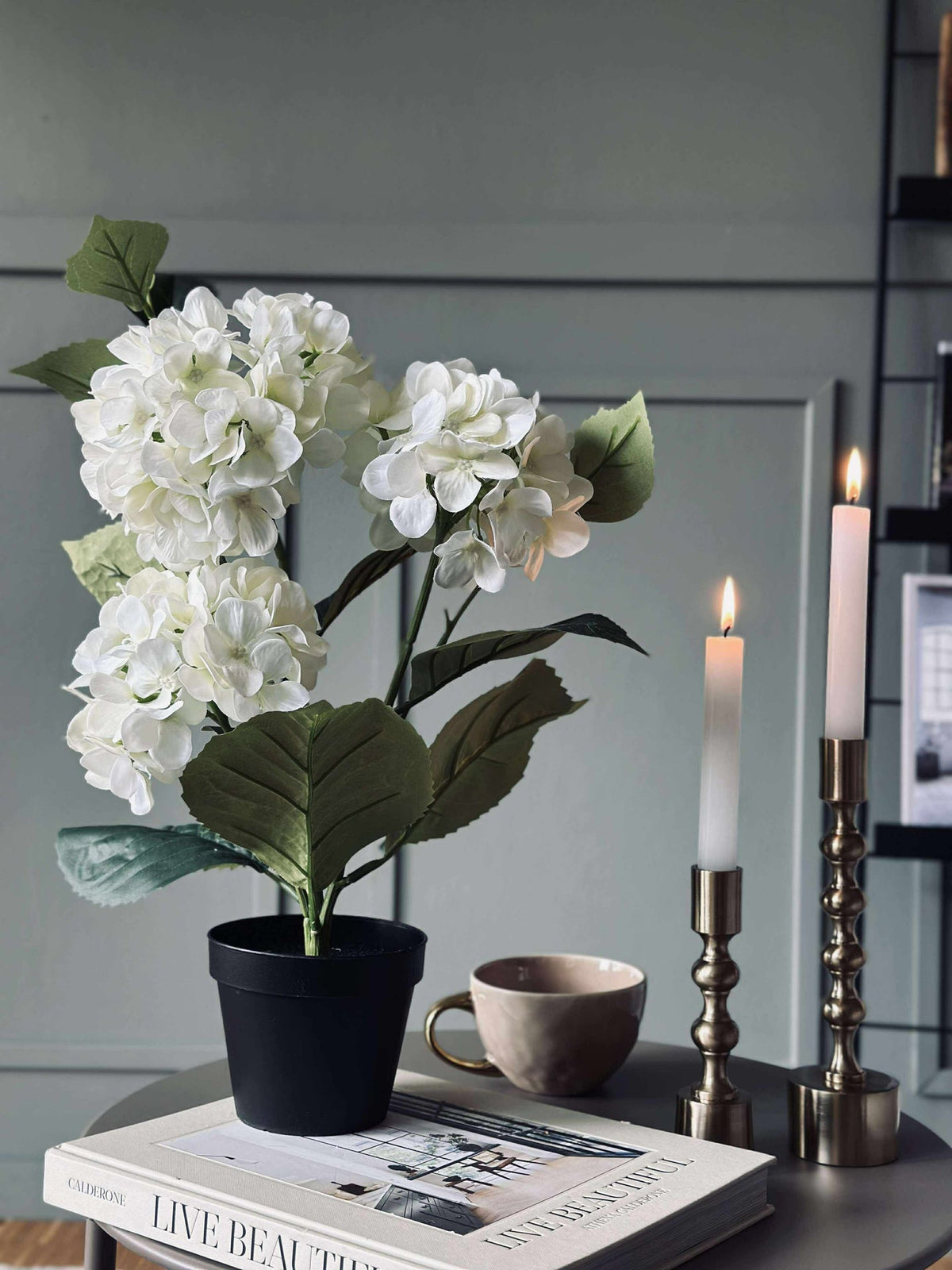 Hortensia i potte - Hvit