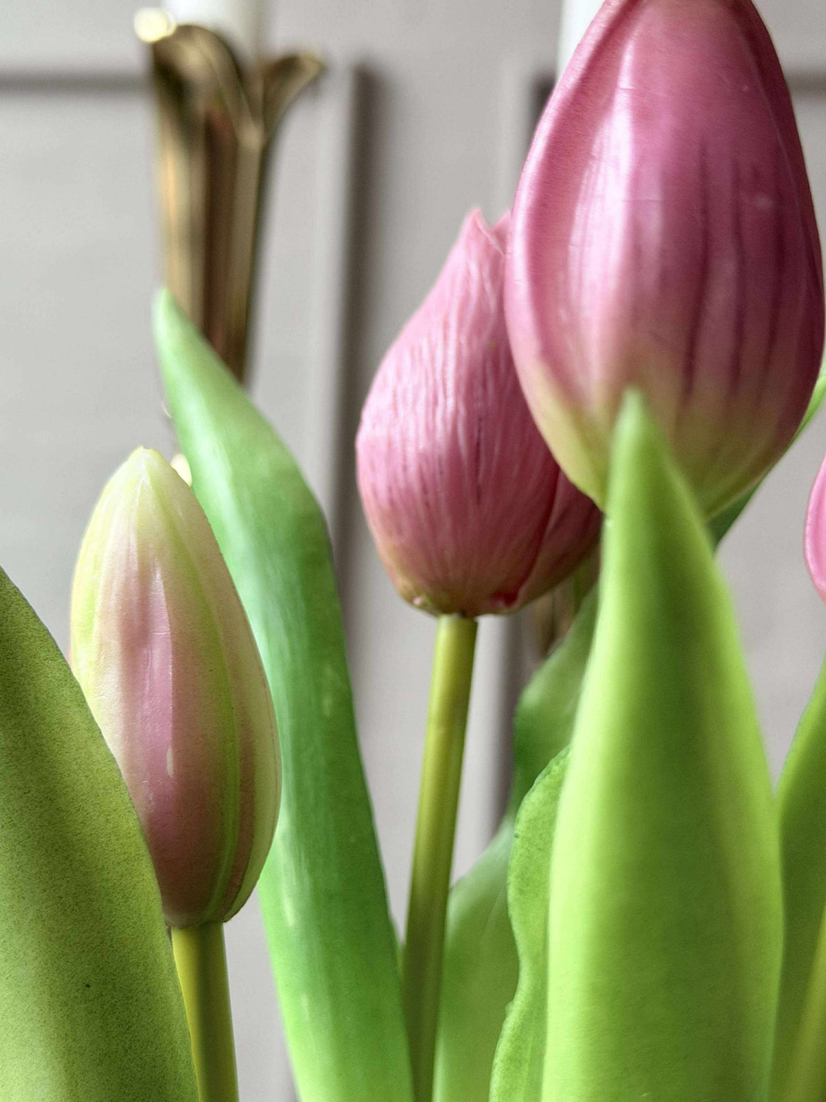 Tulipan i potte - Mørk rosa