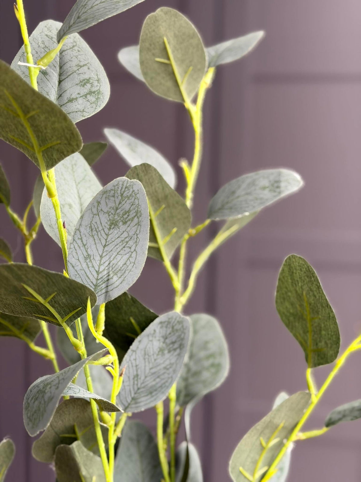 Eucalyptus gren - 100 cm
