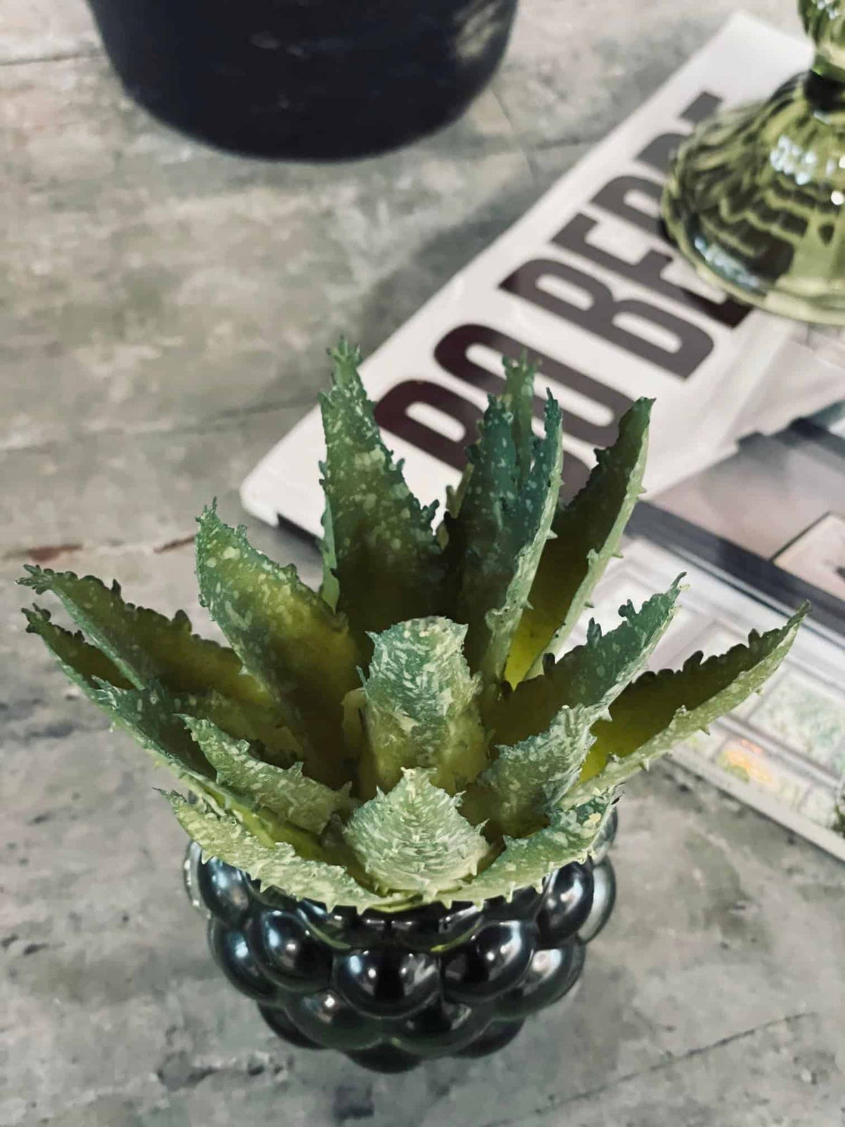 Aloe vera m/pigge 15cm - VIAMAJA.DK