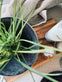 Bowl i beton look - VIAMAJA.DK