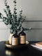 Eucalyptus med kurv - VIAMAJA.DK