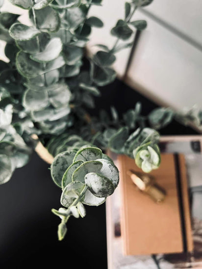 Eucalyptus med kurv - VIAMAJA.DK