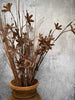 Evighetsblomst – Stilk 60cm Brun