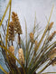 Evighedsblomst - Stilk 60cm Grøn - VIAMAJA.DK