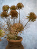 Evighetsblomst – Stilk 60 cm Pom