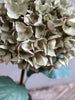 Hortensia m. blader H80cm