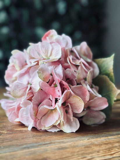 Hotensia Rosa - VIAMAJA.DK