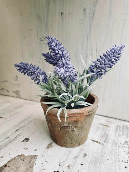 Lavendel i potte - VIAMAJA.DK
