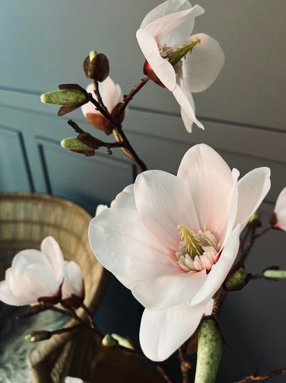 Magnoliatræ i pot - 120 cm - VIAMAJA.DK