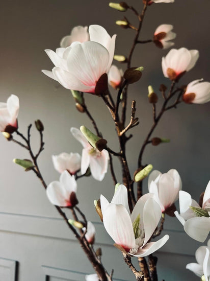 Magnoliatræ i pot - 160cm - VIAMAJA.DK