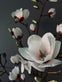 Magnoliatræ i pot - 160cm - VIAMAJA.DK
