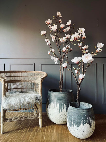 Magnoliatræ i pot - 160cm - VIAMAJA.DK