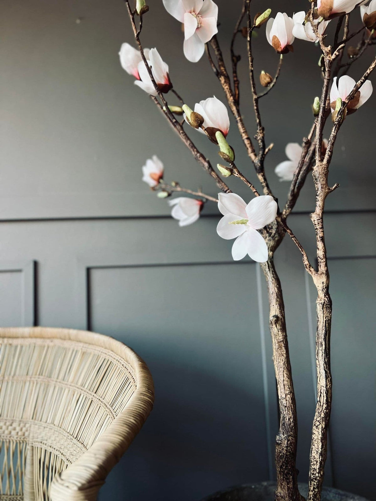 Magnoliatræ i pot - 160cm - VIAMAJA.DK