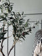 Oliventre 120 cm - VIAMAJA.DK