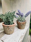 Thyme i potte - VIAMAJA.DK